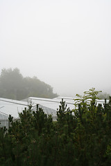 Image showing Fog