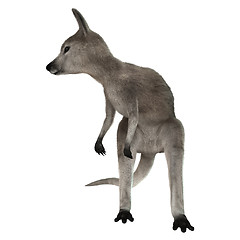 Image showing Joey