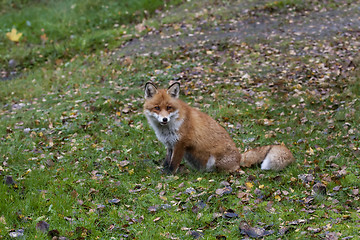 Image showing fox