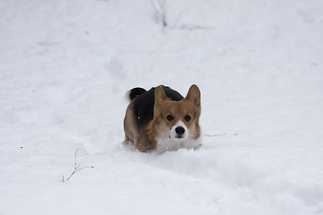 Image showing deep snow