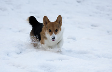 Image showing running in snow