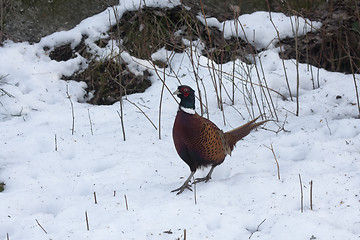 Image showing pheasant