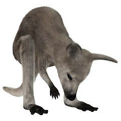 Image showing Joey