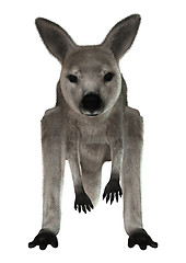 Image showing Joey