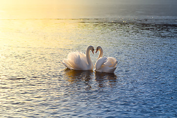 Image showing two swans forming a heart