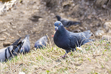Image showing Pigeon shows its tongue 