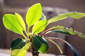 Image showing Home green plant in sun light 