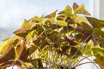 Image showing Leaves of purple oxalis in spring 