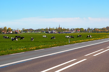 Image showing Typical dutch landscape with cows farmland and a farm house