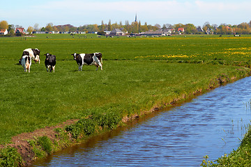 Image showing Typical dutch landscape with cows farmland and a farm house