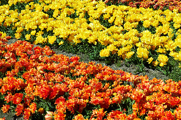 Image showing Field full of red and yellow tulips in bloom 