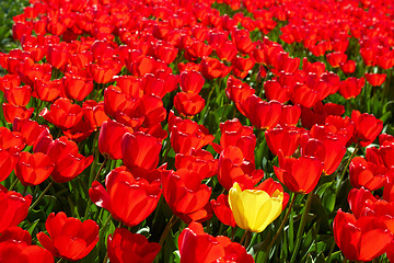Image showing background of One yellow tulip among red ones