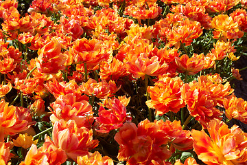 Image showing Field full of orange tulips in bloom 