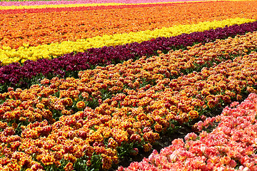 Image showing background of tulips field different colors in Holland