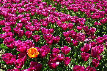 Image showing One yellow orange tulip among violet ones