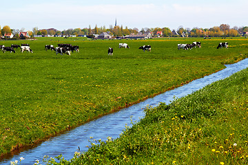 Image showing Typical dutch landscape with cows farmland and a farm house