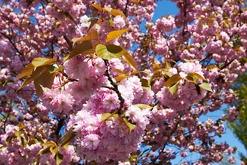 Image showing Blooming tree in spring with pink flowers