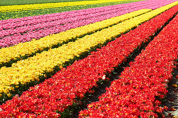 Image showing Field full of red and yellow tulips in bloom 