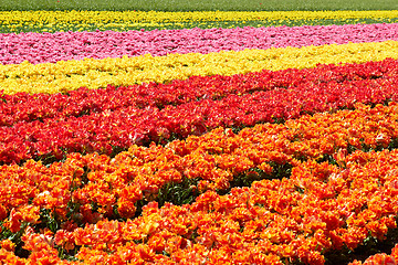 Image showing background of tulips field different colors in Holland