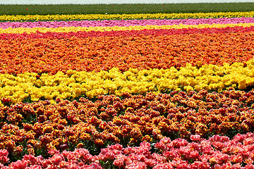 Image showing background of tulips field different colors in Holland