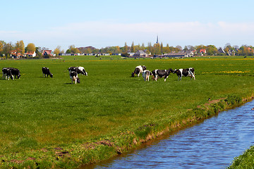 Image showing Typical dutch landscape with cows farmland and a farm house