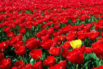 Image showing One yellow tulip among red ones