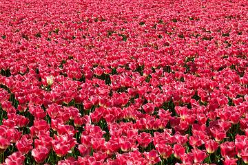 Image showing One yellow tulip among red ones