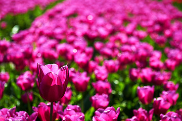 Image showing One violet tulip is higher among lower ones