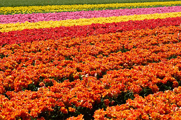 Image showing background of tulips field different colors in Holland