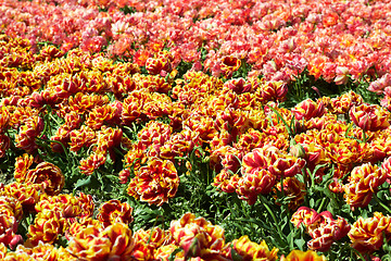 Image showing background of tulips field different colors in Holland