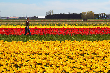 Image showing beautiful young woman walking on the meadow with red and yellow  flowers tulips, outdoors