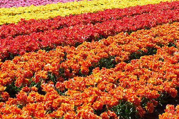 Image showing background of tulips field different colors in Holland