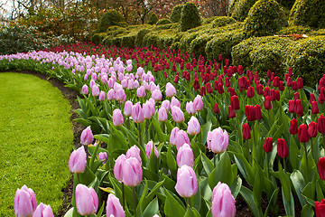 Image showing Keukenhof gardens natural park waves of red and pink tulips