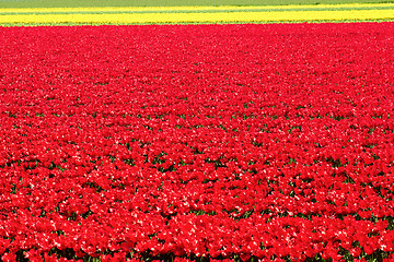 Image showing Field full of red and yellow tulips in bloom 