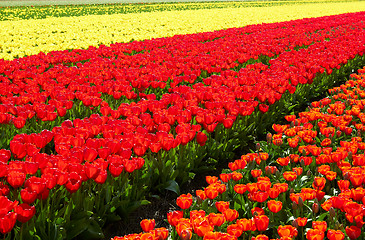 Image showing background of Field full of red and yellow tulips in bloom 