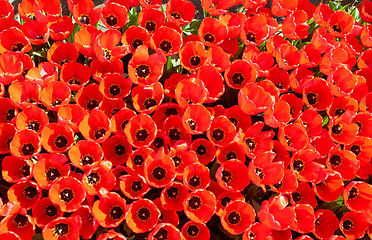 Image showing background of tulips growing in garden