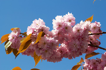 Image showing Blooming tree in spring with pink flowers