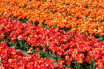 Image showing background of tulips field different colors in Holland