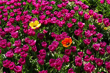 Image showing Two different  yellow and red tulips among violet ones