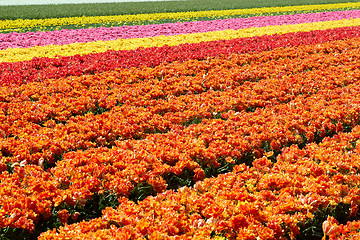 Image showing background of tulips field different colors in Holland