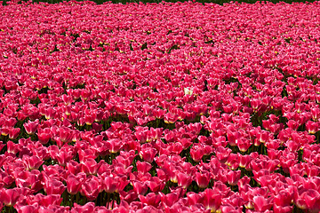 Image showing One yellow tulip among red ones