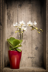 Image showing mini orchidee