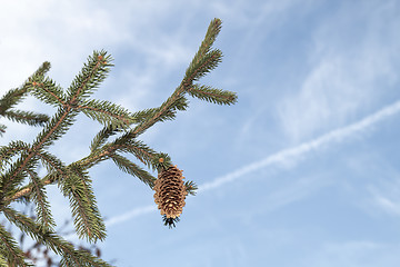 Image showing Fir cone