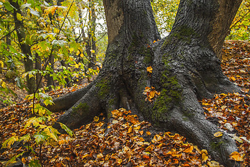 Image showing Autumn giant