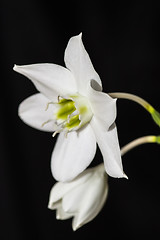 Image showing White lily