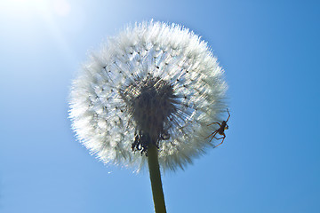 Image showing spider and dandelion