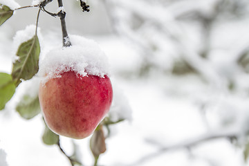 Image showing First snow