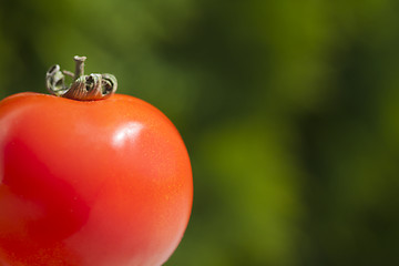 Image showing Simply tomato
