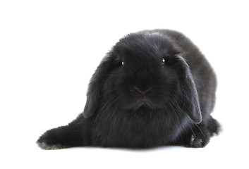 Image showing Bunny rabbit