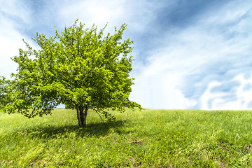 Image showing Lonely tree